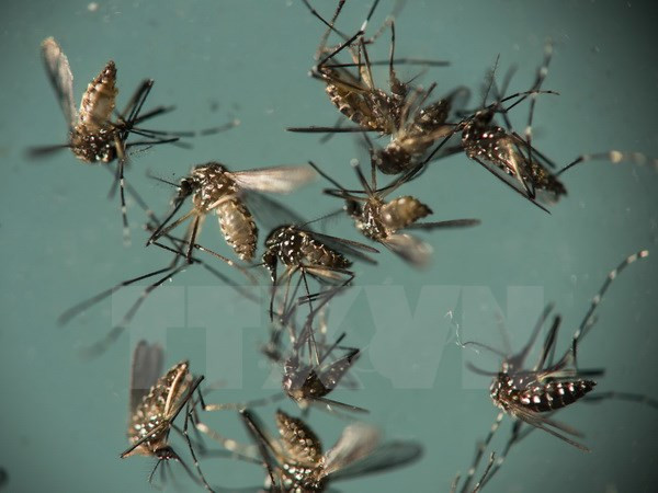 Một phụ nữ Hàn Quốc nhiễm virus Zika sau khi du lịch Thái Lan ảnh 1