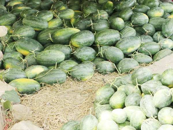 Giá thấp kỷ lục, người trồng dưa Quảng Ngãi điêu đứng ảnh 1