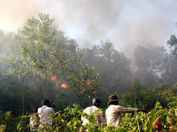 Đồng Tháp: 6 điểm rừng có nguy cơ cháy cực nguy hiểm ảnh 1