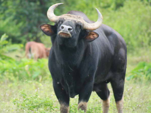 Ghi hình được cá thể bò tót quý hiếm ở Quảng Nam? ảnh 1