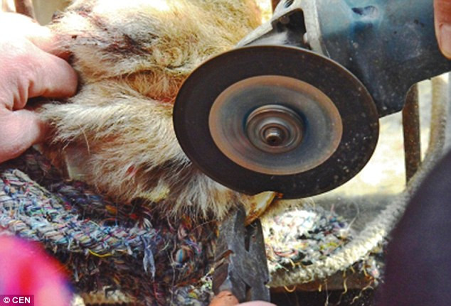 Phẫn nộ cảnh dùng máy mài cầm tay cắt móng vuốt của sư tử ảnh 2