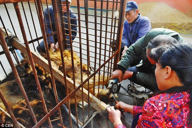 Phẫn nộ cảnh dùng máy mài cầm tay cắt móng vuốt của sư tử ảnh 1