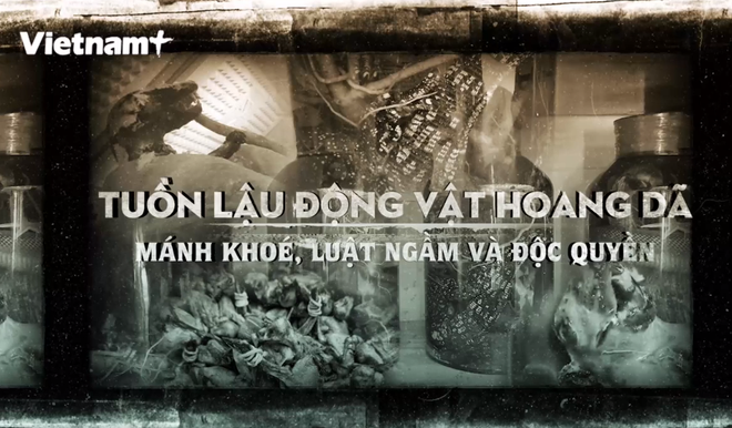 Hoạt động tuồn lậu động vật hoang dã diễn ra phức tạp trong thời gian qua. (Nguồn: Vietnam+) dong-vat-hoang-da-1784.png