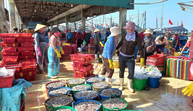 Cá cơm được thu mua ngay khi tàu cập cảng. (Ảnh: Đinh Hương/TTXVN) ca com.jpg