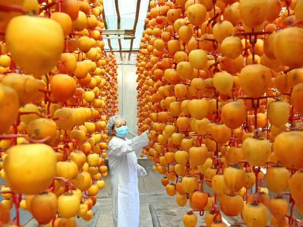 Hồng Đà Lạt sấy theo công nghệ Nhật Bản hút hàng dịp Tết ảnh 1