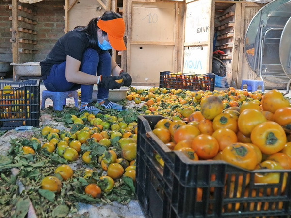 Hồng Đà Lạt sấy theo công nghệ Nhật Bản hút hàng dịp Tết ảnh 2