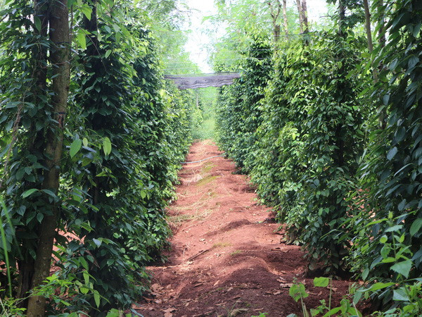 Tây Nguyên chưa kiểm soát được việc phát triển tự phát cây hồ tiêu ảnh 1