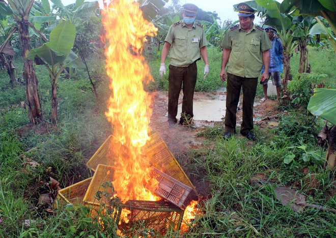Quảng Ninh tiêu hủy 15.000 con gà giống không rõ nguồn gốc xuất xứ ảnh 1