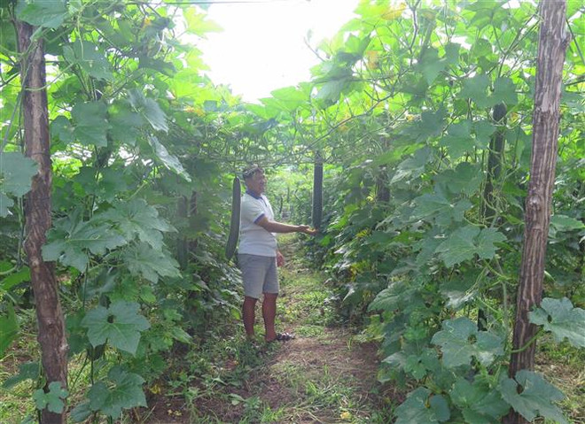 Triển khai kế hoạch hành động về tăng trưởng xanh trong nông nghiệp ảnh 2