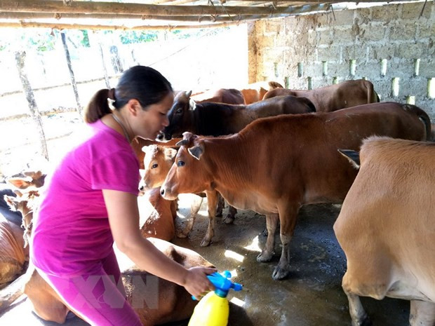 Bến Tre: Tập trung xử lý ổ dịch lở mồm long móng tại huyện Ba Tri ảnh 1