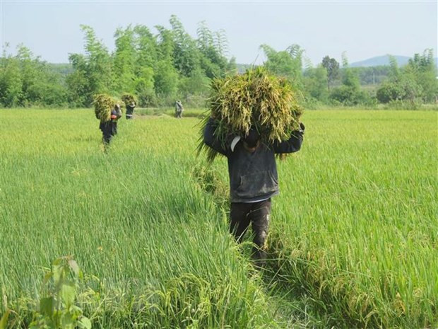 Giá lúa Đồng bằng sông Cửu Long tiếp tục duy trì ở mức cao ảnh 1