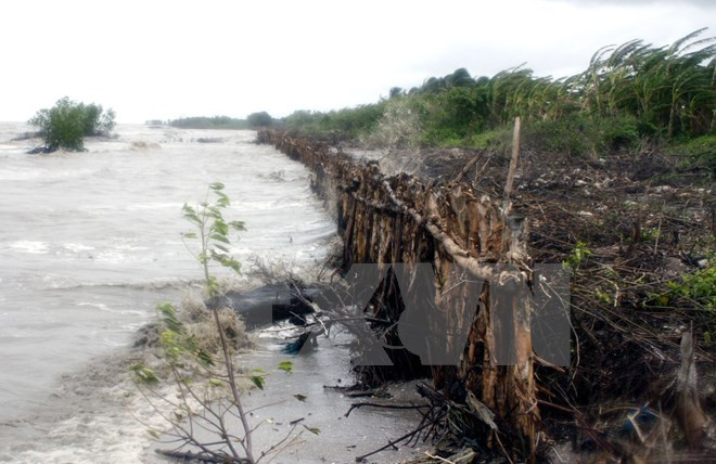 [Video] Sạt lở nghiêm trọng trên tuyến đê biển ở Bạc Liêu ảnh 1