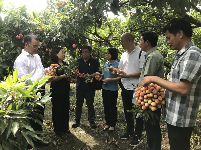 Sở Nông nghiệp và Phát triển nông thôn tỉnh Hải Dương giới thiệu với đơn vị thu mua vải Nhật Bản về quy trình trồng và chăm sóc vải. (Ảnh: Tiến Vĩnh/TTXVN) ttxvn_vai thieu hai duong (2).jpg