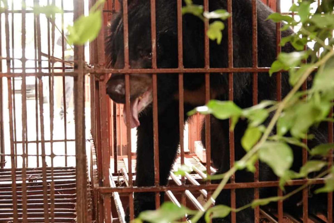 Cứu hộ thành công 3 cá thể gấu ngựa quý, hiếm tại tỉnh Nam Định ảnh 1