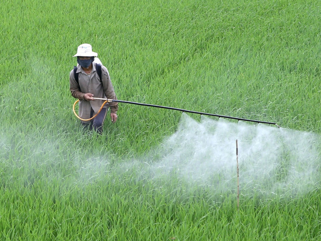 Hà Nội: Lãnh đạo huyện chịu trách nhiệm nếu để sâu bệnh phát sinh dịch ảnh 1