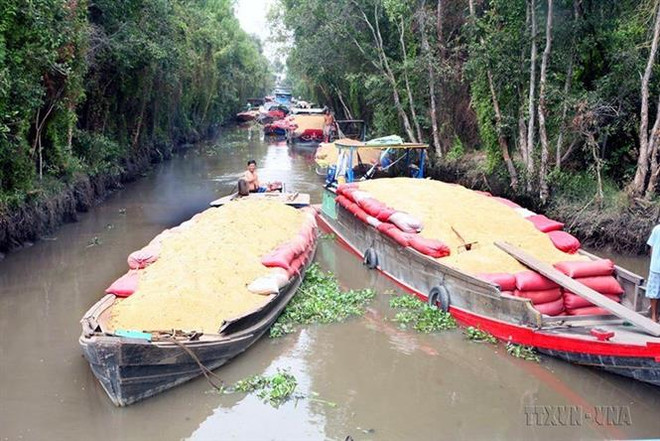 Thị trường nông sản tuần qua: Giá lúa giảm, gạo lại tăng ảnh 2