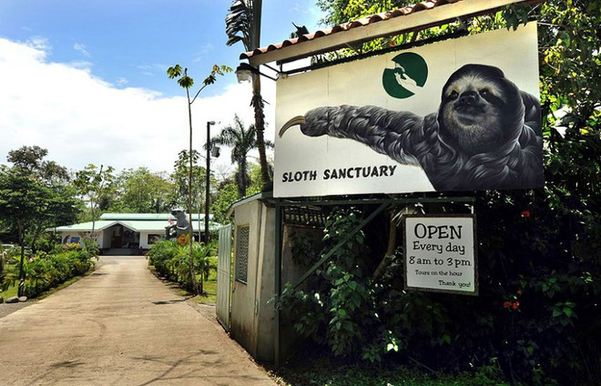 Ngỡ ngàng trước vẻ đáng yêu của những chú lười tinh nghịch ảnh 1