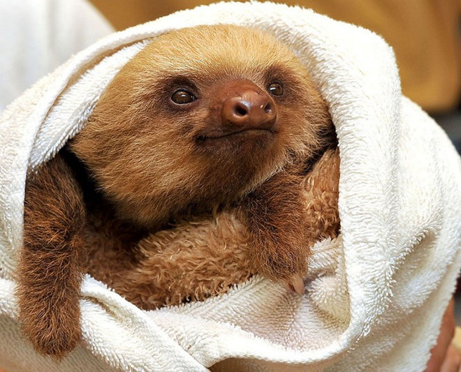Ngỡ ngàng trước vẻ đáng yêu của những chú lười tinh nghịch ảnh 5