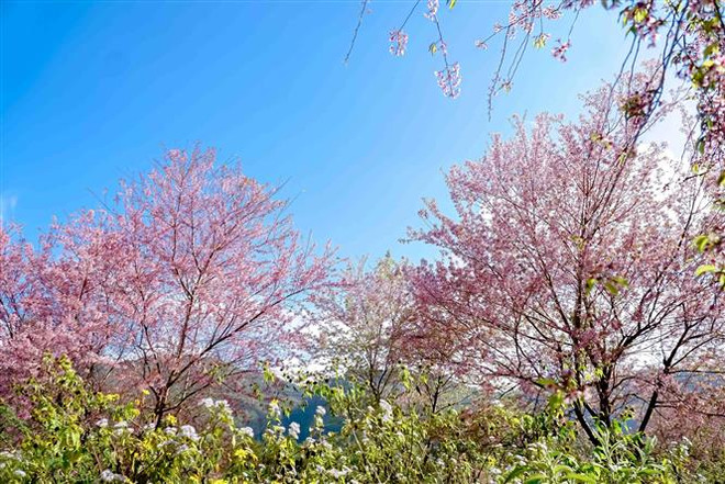 Yên Bái: Lần đầu tiên tổ chức Lễ hội hoa Tớ Dày Mù Cang Chải ảnh 1