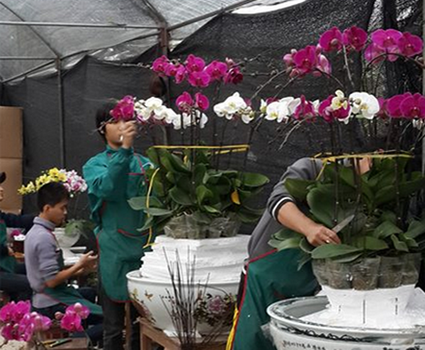 Hoạt động tại HTX Đan Hoài. (Nguồn: dulichdanphuong.com) Hành trình xây dựng nông thôn mới Hà Nội: Tư duy mới trong nông nghiệp ảnh 2