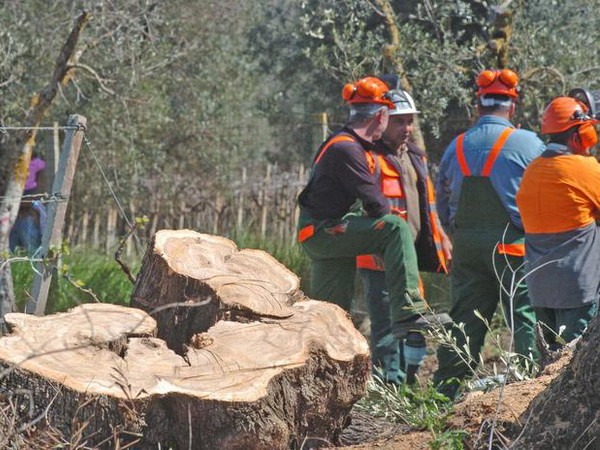 Italy tiếp tục chiến dịch ngăn chặn bệnh Xylella cho cây ôliu ảnh 1