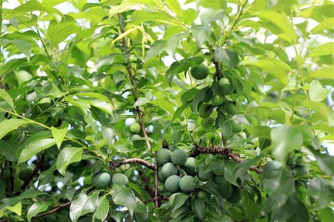 Trồng mận rải vụ mang lại hiệu quả kinh tế cao cho người dân Sơn La ảnh 2