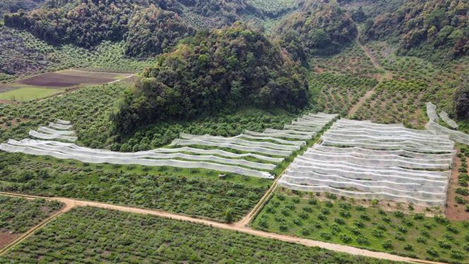 Trồng mận rải vụ mang lại hiệu quả kinh tế cao cho người dân Sơn La ảnh 3