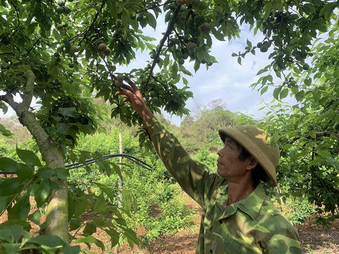 Trồng mận rải vụ mang lại hiệu quả kinh tế cao cho người dân Sơn La ảnh 1