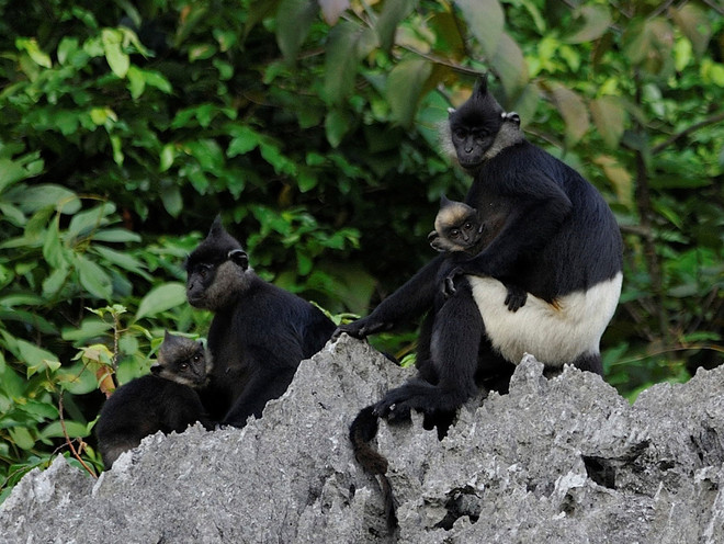 Ảnh về voọc chà vá chân nâu đạt giải Nhất cuộc thi về đa dạng sinh học ảnh 2