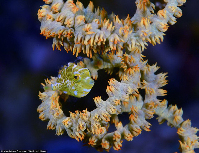 Những bức ảnh tuyệt đẹp "đáng kinh ngạc" dưới nước ảnh 11