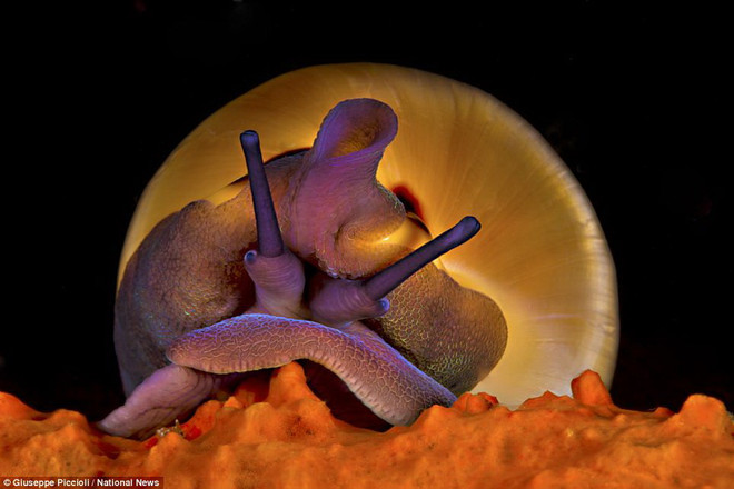 Những bức ảnh tuyệt đẹp "đáng kinh ngạc" dưới nước ảnh 12