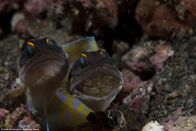 Những bức ảnh tuyệt đẹp "đáng kinh ngạc" dưới nước ảnh 10