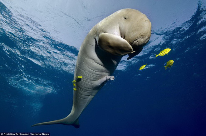 Những bức ảnh tuyệt đẹp "đáng kinh ngạc" dưới nước ảnh 3