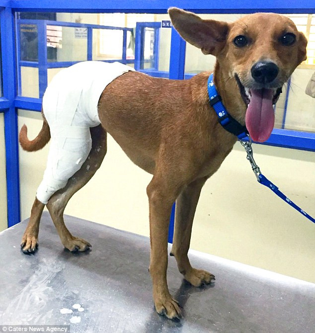 Cô chó nhỏ sống sót thần kỳ sau khi bị ném từ sân thượng xuống đất ảnh 2