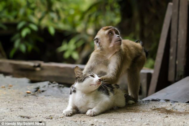 Chú khỉ gây sốt khi chơi đùa và massage với mèo ảnh 3