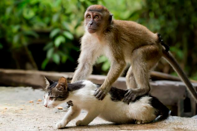 Chú khỉ gây sốt khi chơi đùa và massage với mèo ảnh 1