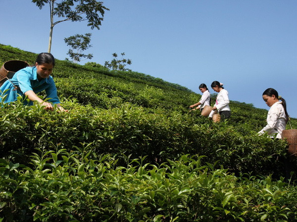 Pakistan là thị trường nhập khẩu chè lớn nhất của Việt Nam ảnh 1