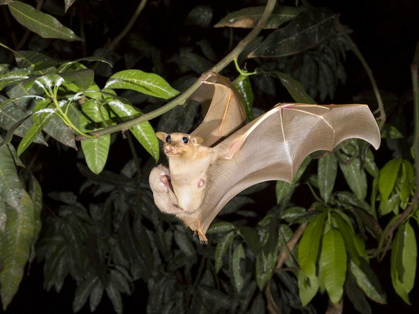 Loài dơi là nguyên nhân làm bùng phát virus Ebola ảnh 1