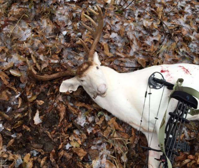 Thợ săn bị dọa giết vì bắn chết con hươu bạch tạng quý hiếm ảnh 1