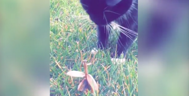 Chú mèo nhận thất bại cay đắng khi cố gây sự với con bọ ngựa ảnh 1