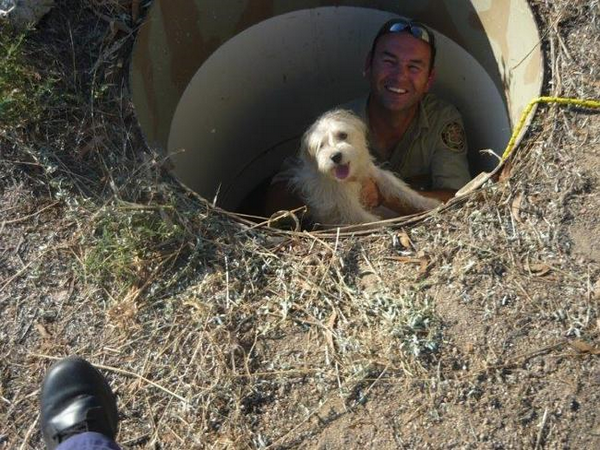 Ngược đãi thú cưng, một phụ nữ Australia bị phạt 11.000 AUD ảnh 1