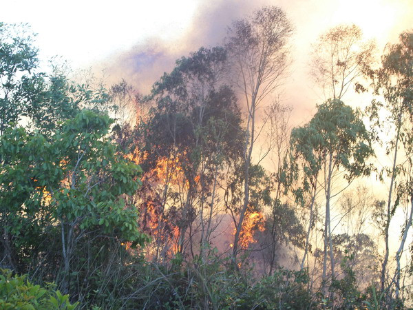 Dập tắt kịp thời vụ cháy 8ha rừng trồng tại Quảng Ngãi ảnh 1