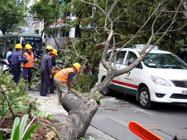Cây đổ gây thiệt hại: Vẫn được coi là sự cố không may ảnh 1
