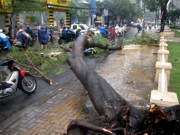 Cây đổ gây thiệt hại: Vẫn được coi là sự cố không may ảnh 2