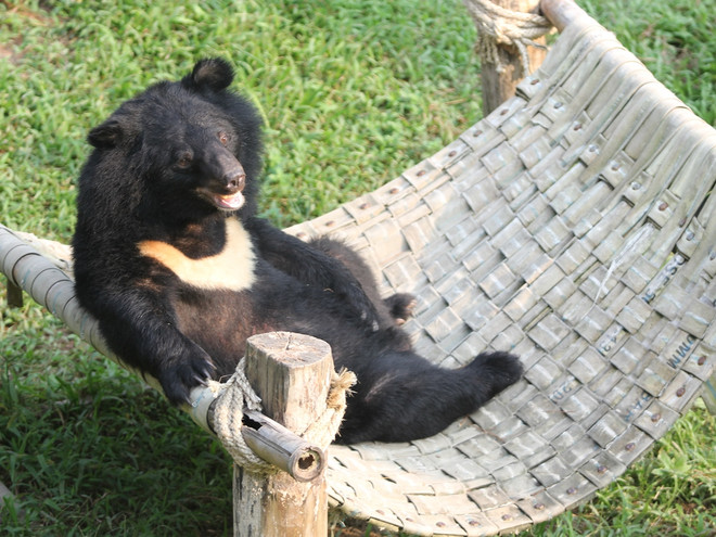 Cuộc sống cùng cực trong nỗi đau đớn của những con gấu ở Tam Đảo ảnh 3