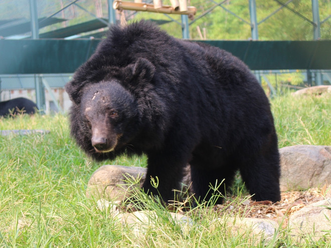 Cuộc sống cùng cực trong nỗi đau đớn của những con gấu ở Tam Đảo ảnh 1