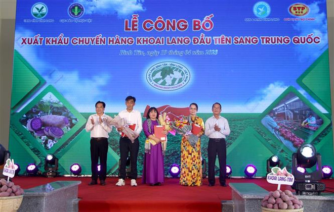 Trao chứng thư kiểm dịch thực vật cho các cơ sở đóng góp, doanh nghiệp đủ điều kiện xuất khẩu khoai lang. (Ảnh: Lê Thúy Hằng/TTXVN) Vĩnh Long: Lô khoai lang chính ngạch đầu tiên xuất sang Trung Quốc ảnh 1