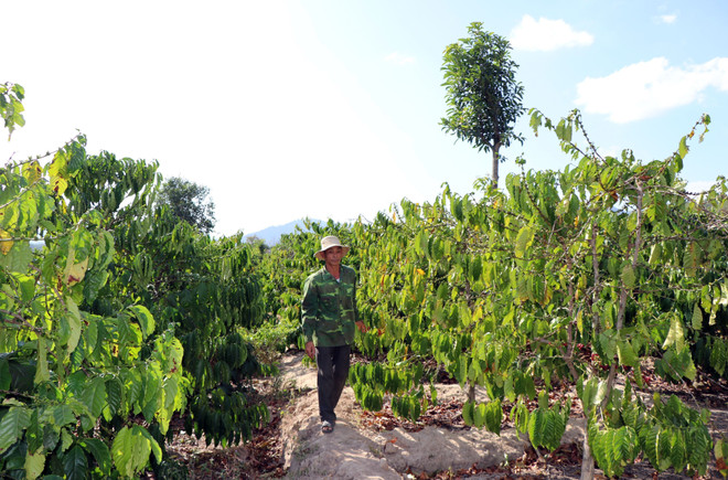 Kon Tum: Người dân hiến hàng nghìn mét vuông đất để xây cầu ảnh 1