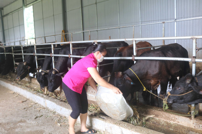 Chăn nuôi bò ba bê của một hợp tác xã ở huyện Trùng Khánh, tỉnh Cao Bằng. (Ảnh: Chu Hiệu/TTXVN) Nỗ lực vượt những thách thức lớn để xóa đói giảm nghèo bền vững ảnh 1