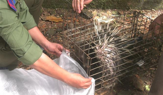 Bình Phước: Một người dân thả 25 con nhím về rừng tự nhiên ảnh 1